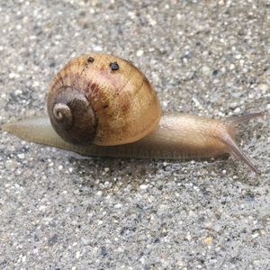 Meet your Posher, Izzy